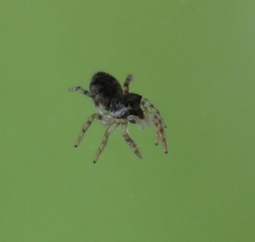 Salticus sp.